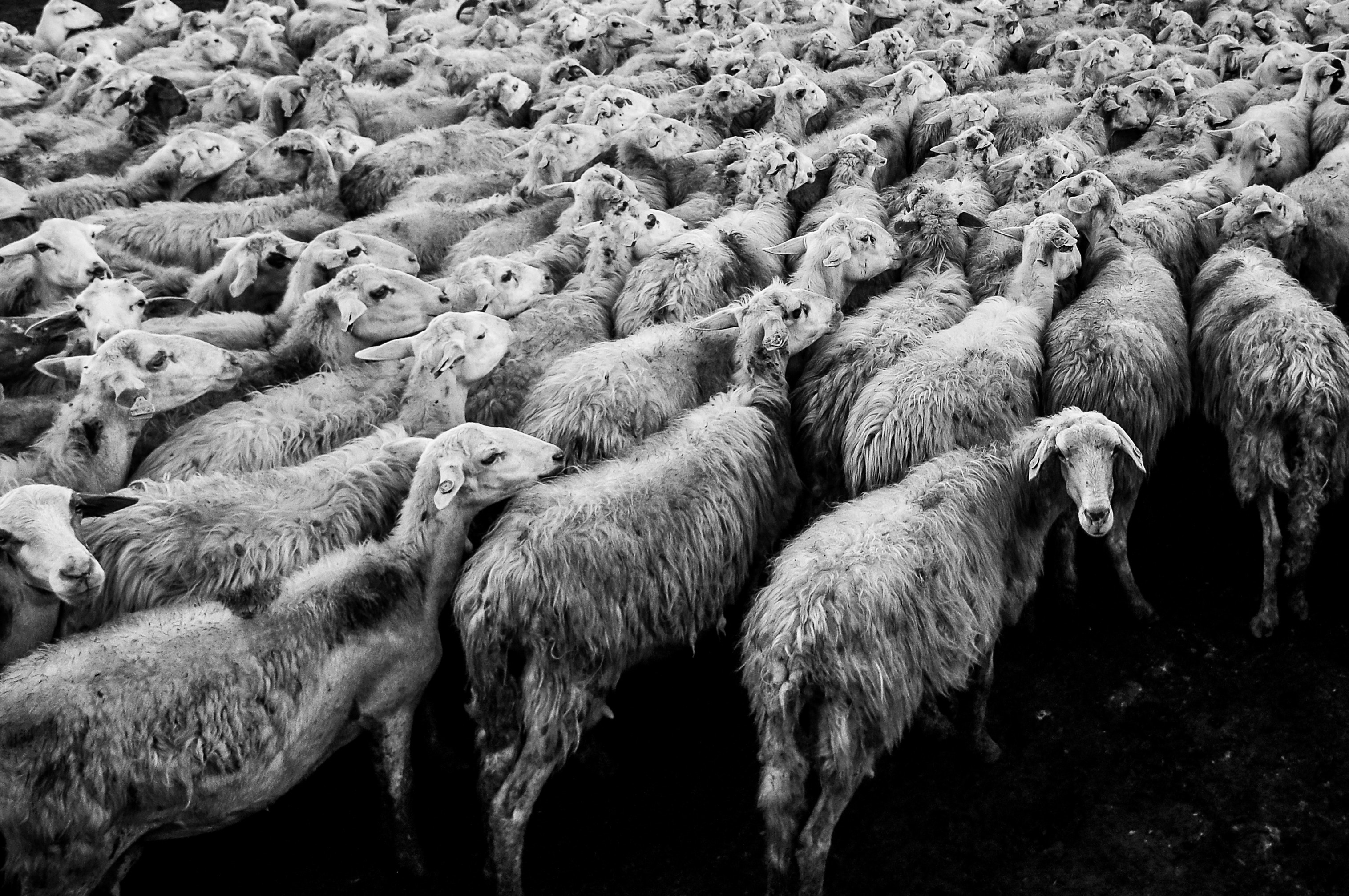 shepherd the flock